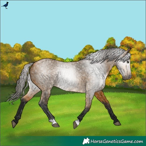 Horse Color:Gray Buckskin