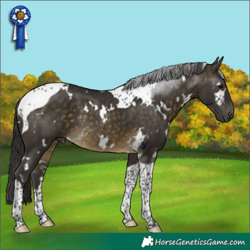 Horse Color:White Spotted Buckskin Tobiano Rabicano 