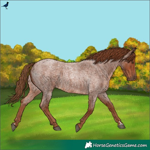 Horse Color:Red Roan 