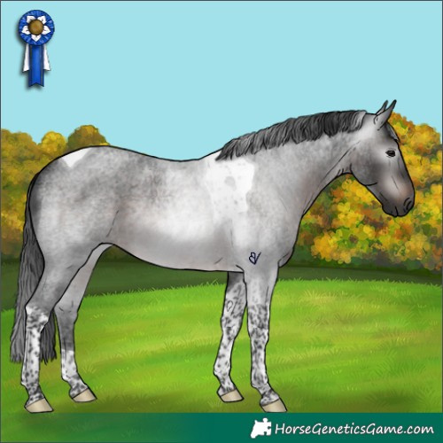 Horse Color:Gray Brown Roan Tobiano Rabicano 