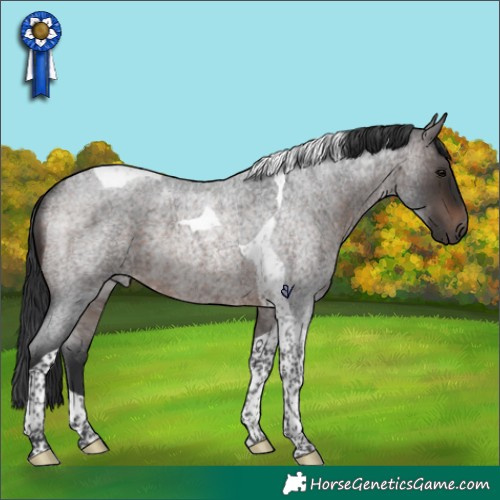 Horse Color:Brown Roan Tobiano Rabicano 