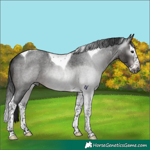 Horse Color:Gray Brown Roan Splash Tobiano Rabicano 