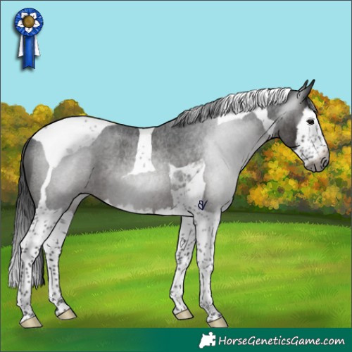 Horse Color:Gray Brown Roan Splash Tobiano Rabicano 