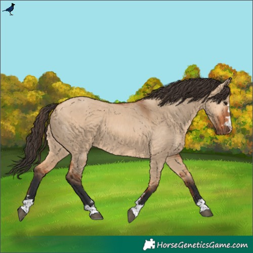 Horse Color:Bay Dun
