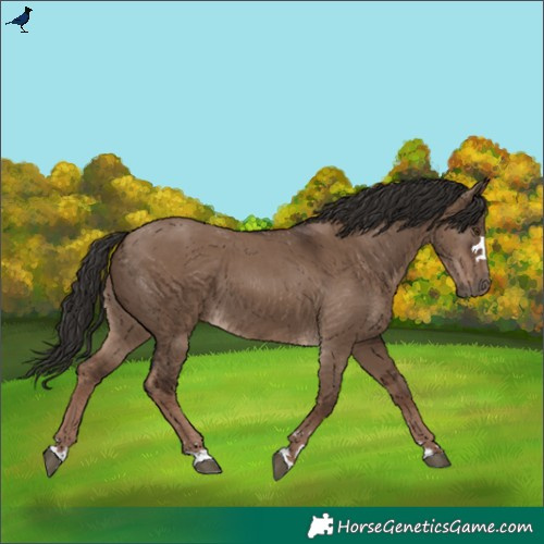 Horse Color:Liver Red Dun 