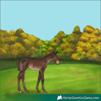 Horse Color:Liver Chestnut Rabicano 