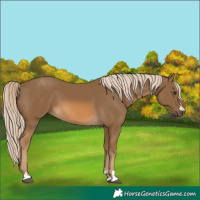 Horse Color:Chocolate Palomino 