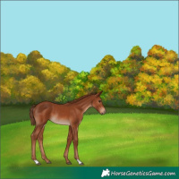 Horse Color:Chestnut Rabicano 