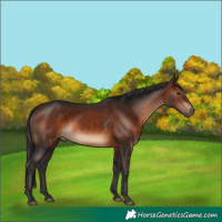 Horse Color:Brown Rabicano 