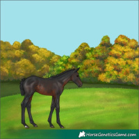 Horse Color:Brown Rabicano 