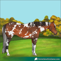 Horse Color:White Spotted Bay