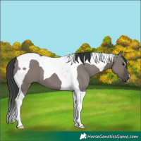Horse Color:Grullo Tobiano