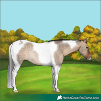 Horse Color:Brown Dun Tobiano Rabicano 