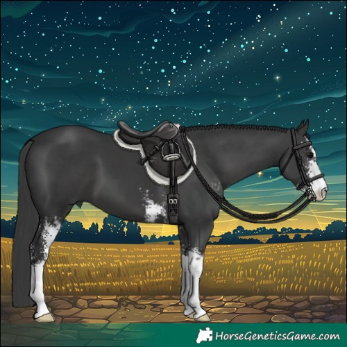 Horse Color:Black Sabino 