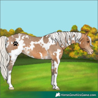 Horse Color:White Spotted Silver Buckskin Appaloosa 