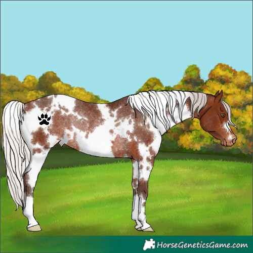 Horse Color:White Spotted Silver Brown Appaloosa Rabicano 