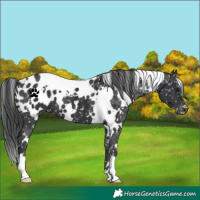 Horse Color:White Spotted Black Appaloosa 