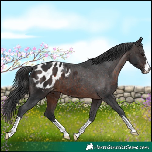 Horse Color:Brown Appaloosa