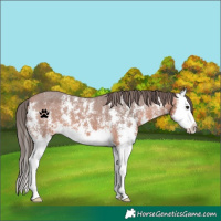 Horse Color:Bay Sabino Splash Appaloosa 