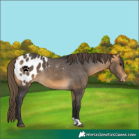 Horse Color:Buckskin Appaloosa 