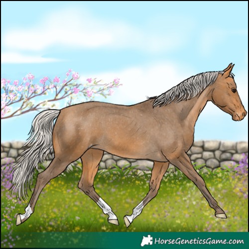 Horse Color:Silver Buckskin Appaloosa