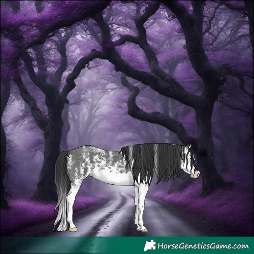 Horse Color:Black Sabino Splash 