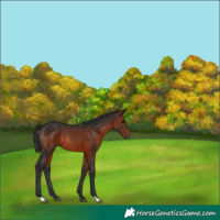 Horse Color:Brown Rabicano 