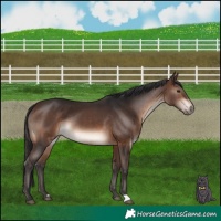 Horse Color:Bay Rabicano