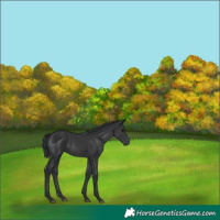 Horse Color:Black Rabicano