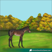 Horse Color:Brown Rabicano 