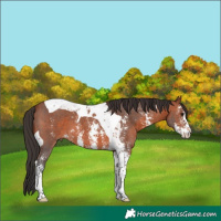 Horse Color:Bay Sabino Tobiano 