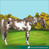 Horse Color:White Spotted Liver Red Dun 