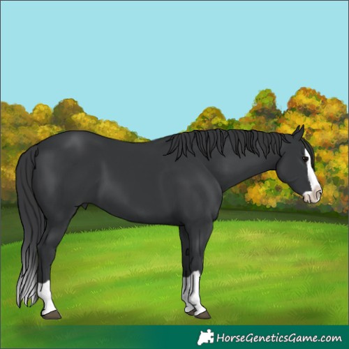 Horse Color:Black Splash 