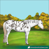 Horse Color:White Spotted Smoky Grullo Sabino Blanket 