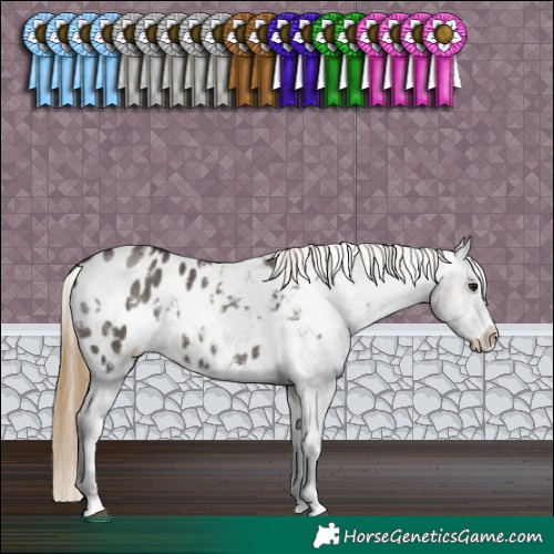 Horse Color:White Spotted Smoky Grullo Sabino Appaloosa 