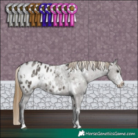 Horse Color:White Spotted Smoky Grullo Sabino Appaloosa 
