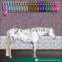 Horse Color:White Spotted Smoky Grullo Sabino Appaloosa 