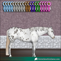 Horse Color:White Spotted Smoky Grullo Sabino Appaloosa 