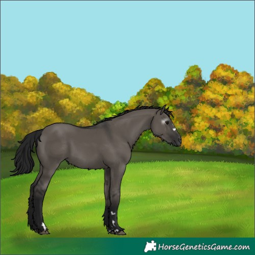 Horse Color:Gray Grullo 