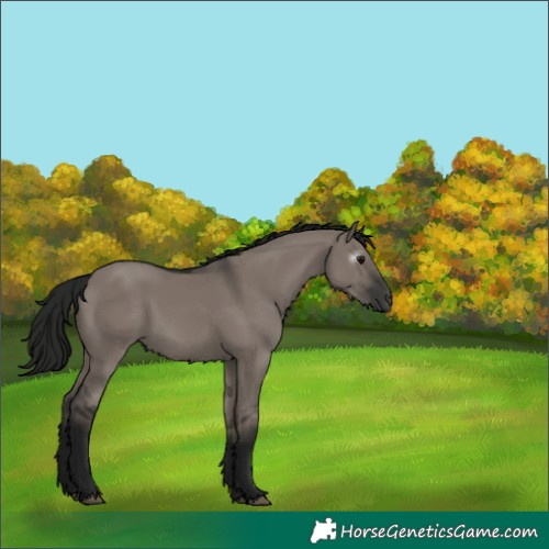 Horse Color:Gray Grullo 