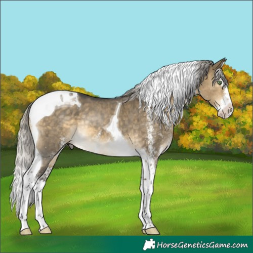 Horse Color:White Spotted Silver Buckskin Dun Splash Tobiano Rabicano Brindle 
