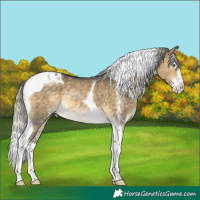 Horse Color:White Spotted Silver Buckskin Dun Splash Tobiano Rabicano Brindle 