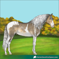 Horse Color:White Spotted Silver Buckskin Dun Splash Tobiano Rabicano Brindle