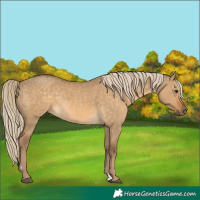 Horse Color:Chocolate Palomino Dun Rabicano