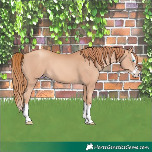 Horse Color:Gold Champagne Splash 