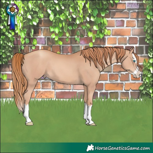 Horse Color:Gold Champagne Splash