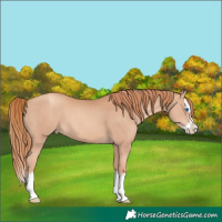 Horse Color:Gold Champagne Splash 