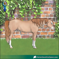 Horse Color:Gold Champagne Splash 