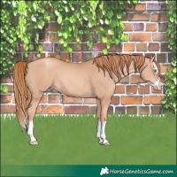 Horse Color:Gold Champagne Splash 