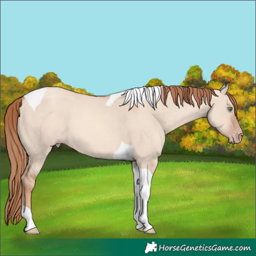 Horse Color:Gold Champagne Dun Tobiano